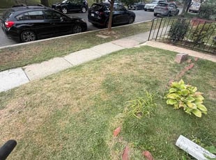Lori L.'s lawn service service result