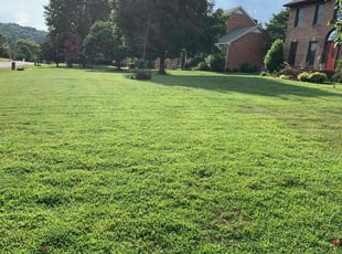 Tim R.'s turf care service result