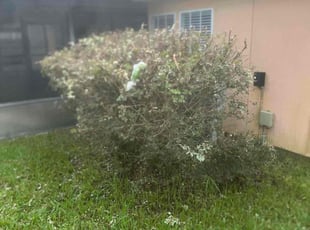 Franck F.'s Bush Trimming service result