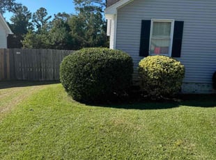 David M.'s Bush Trimming service result