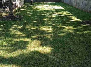 Nolan F.'s turf care service result