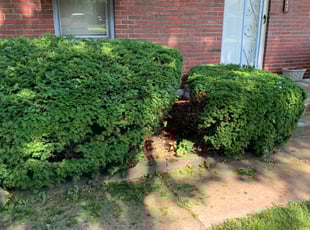 Allan M.'s Bush Trimming service result