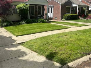 Dan B.'s grass maintenance service result