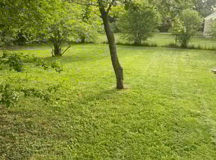 Andrea G.'s lawn service service result