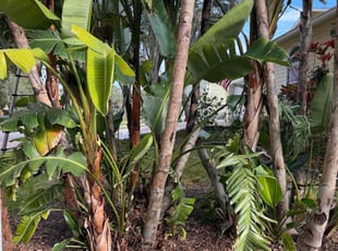 Billinda J.'s Bush Trimming service result