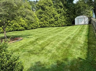 Carol Z.'s grass cutting service result
