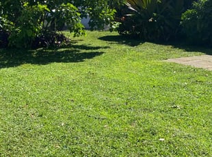 Lillian C.'s lawn care service result