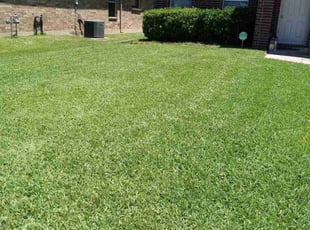 Stacy P.'s turf care service result