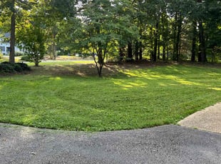 Pat B.'s grass maintenance service result