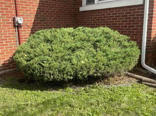 Michael W.'s Bush Trimming service result