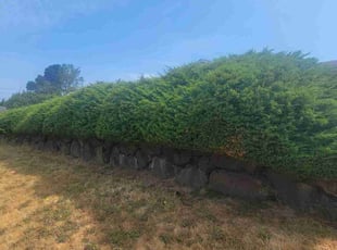 Doug M.'s Bush Trimming service result