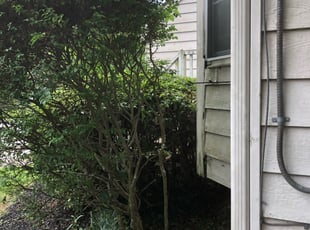 Harold B.'s Bush Trimming service result