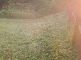 Richard R.'s Long Grass Cleanup service result