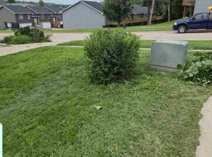 Cassandra B.'s Bush Trimming service result