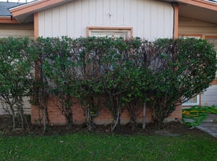 Rhonda L.'s Bush Trimming service result