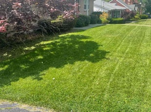 Kat H.'s lawn maintenance service result