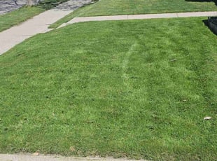 Kristi H.'s grass cutting service result