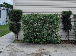 Brian R.'s Bush Trimming service result