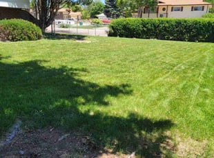 Jennifer Y.'s lawn care service result