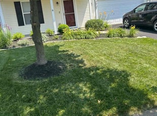 Stephen S.'s turf care service result