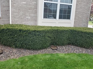 Beryl R.'s Bush Trimming service result