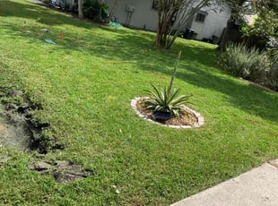 Deb Y.'s turf care service result