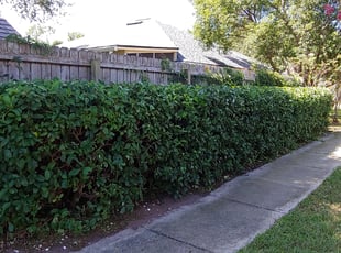 William K.'s Bush Trimming service result