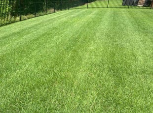 Lisse J.'s lawn maintenance service result