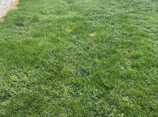 Heather W.'s lawn maintenance service result
