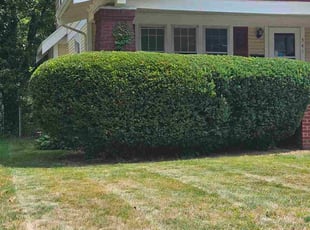 Sharon S.'s Bush Trimming service result