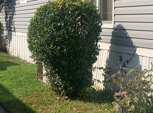 Michelle L.'s Bush Trimming service result