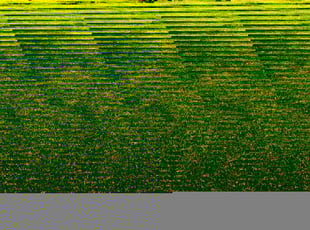 Mark D.'s lawn maintenance service result