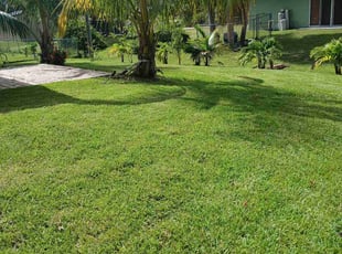 Sabrina S.'s lawn service service result