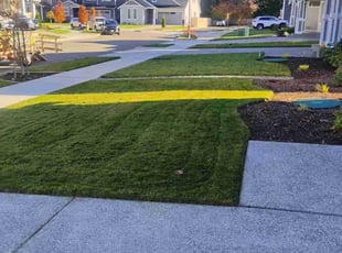 David V.'s grass maintenance service result