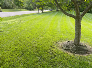 Linda C.'s grass cutting service result
