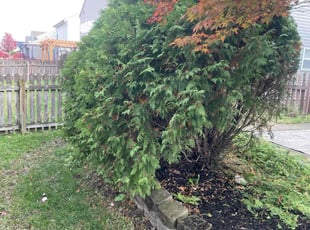 Allison S.'s Bush Trimming service result