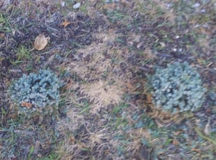 Char S.'s Bush Trimming service result