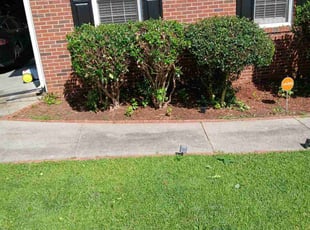 David B.'s Bush Trimming service result