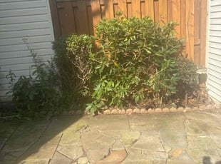 Kat M.'s Bush Trimming service result