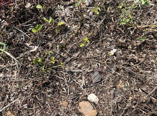 Kellie J.'s Lawn Seeding service result