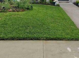 Yung C.'s lawn care service result