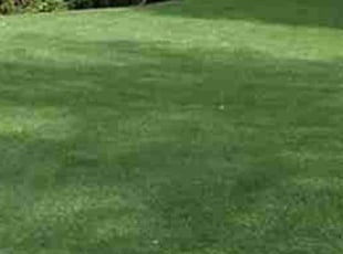 Robert R.'s lawn service service result