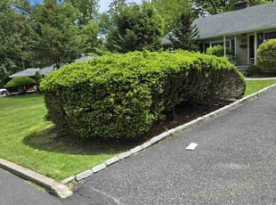 Dwayne L.'s lawn service service result