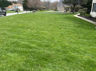 Tamika W.'s grass maintenance service result