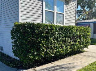 Harry D.'s Bush Trimming service result