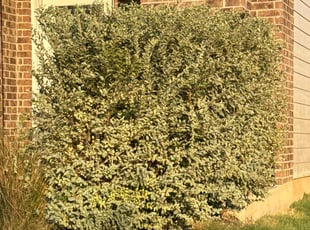 George X.'s Bush Trimming service result