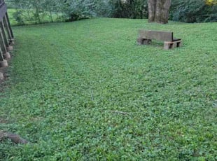 Martin H.'s lawn care services service result