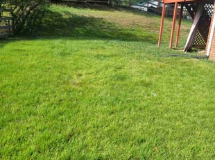 Kelly L.'s turf care service result