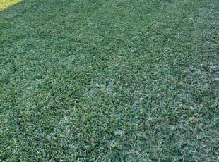 Anthony H.'s grass maintenance service result