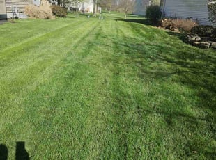 Vendra C.'s grass maintenance service result